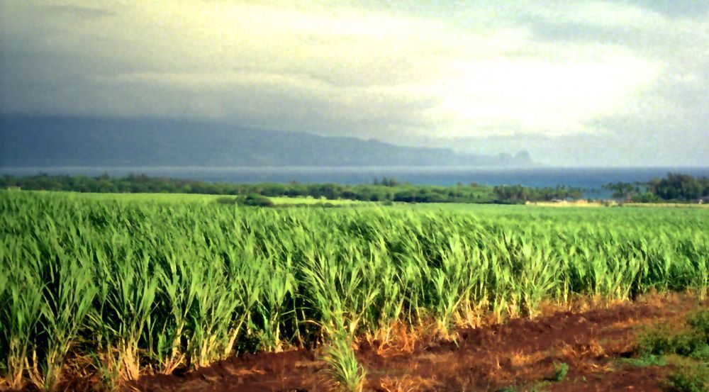 (Richard Bain photo courtesy National Renewable Energy Laboratory (U.S.) and ARS/USDA)
