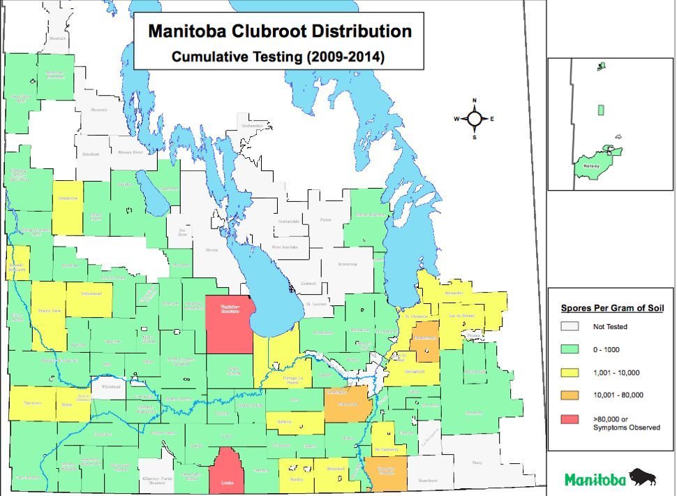 Time to test all Man. fields for clubroot, province says