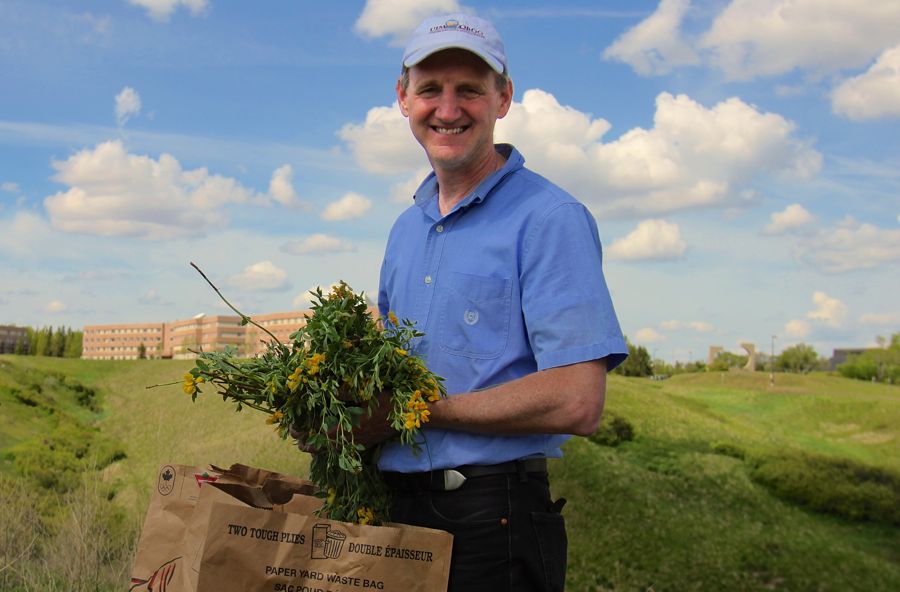 Dr. Roy Golsteyn’s lab is studying buffalo bean for compounds that may help fight certain cancers. (Photo courtesy University of Lethbridge)

