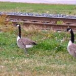 Michigan state officials say three Canada geese in Macomb County, on the west side of Lake St. Clair, were confirmed Saturday with high-path H5N2 avian flu. (File photo by Dave Bedard)
