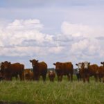 (Photo courtesy Canada Beef Inc.)
