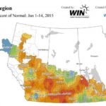 Rain sprinkles Prairie canola fields, pastures