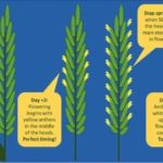 New tool launched for fusarium decisions