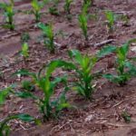 (Photo courtesy ARS/USDA)
