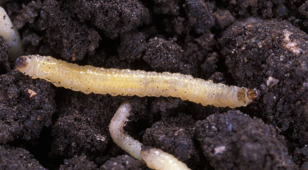 Western corn rootworm larvae. (Scott Bauer photo courtesy ARS/USDA)

