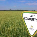 Canterra, which has already worked with AAFC-bred CPSR varieties such as AC Conquer VB, has entered a partnership with AAFC and the Alberta Wheat Commission for future CPSR development. (Canterra.com)
