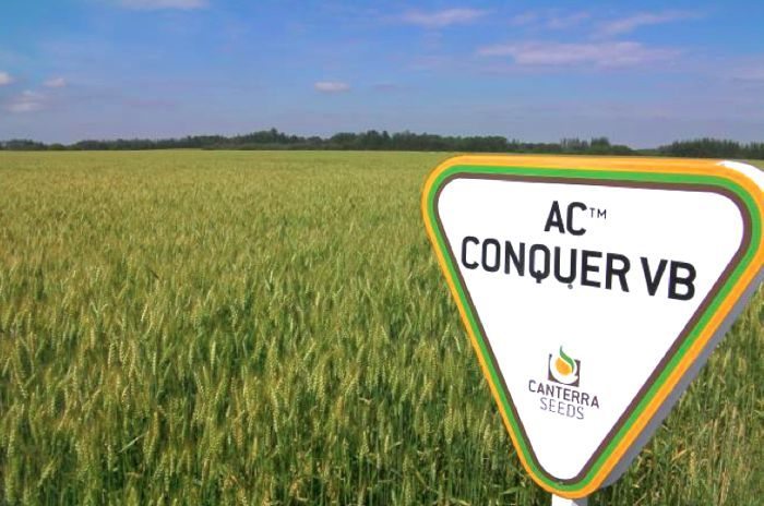 Canterra, which has already worked with AAFC-bred CPSR varieties such as AC Conquer VB, has entered a partnership with AAFC and the Alberta Wheat Commission for future CPSR development. (Canterra.com)
