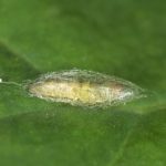 A diamondback pupa. (Photo courtesy Canola Council of Canada)
