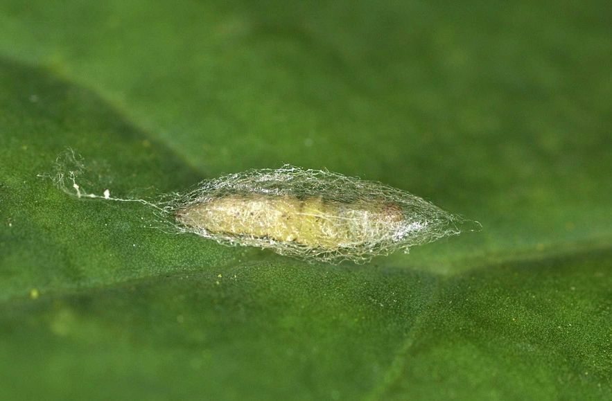A diamondback pupa. (Photo courtesy Canola Council of Canada)
