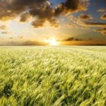 U.S. grains: Improving weather view pressures U.S. corn, soy, wheat