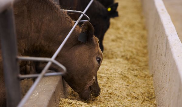 U.S. livestock: CME live cattle futures extend losses ahead of USDA reports