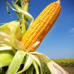 U.S. grains: Soybeans, wheat, corn bounce after steep losses