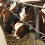 (Photo courtesy Canada Beef Inc.)
