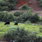 Icelandic sheep grazing. Iceland has been mentioned as one of several countries expected to be affected by an expanded ban on food imports into Russia. (CIA.gov)
