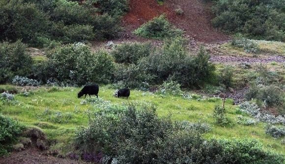 Icelandic sheep grazing. Iceland has been mentioned as one of several countries expected to be affected by an expanded ban on food imports into Russia. (CIA.gov)
