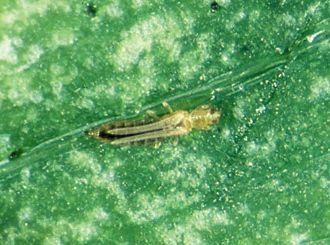 Western flower thrips, which Russia says it’s found in imported flowers from the Netherlands. (Omafra.gov.on.ca)
