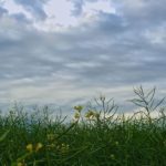 Canola west of Pathlow in northeastern Saskatchewan on July 27, 2015. (Dave Bedard photo)
