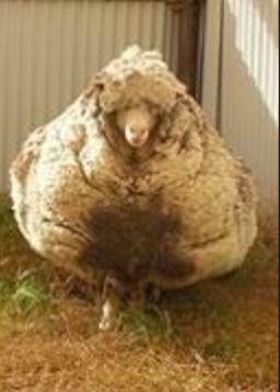 Chris, before shearing. (RSPCA-ACT.org.au)
