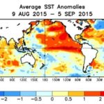 Average sea surface temperature anomalies for the period from Aug. 9 to Sept. 5. (CPC)
