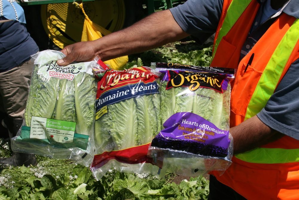 U.S. consumers’ demand for organic foods, such as this California lettuce, has risen steadily in the past decade — particularly in California, which alone accounted for 41 per cent of U.S. organic sales in 2014. (Eric Brennan photo courtesy ARS/USDA)
