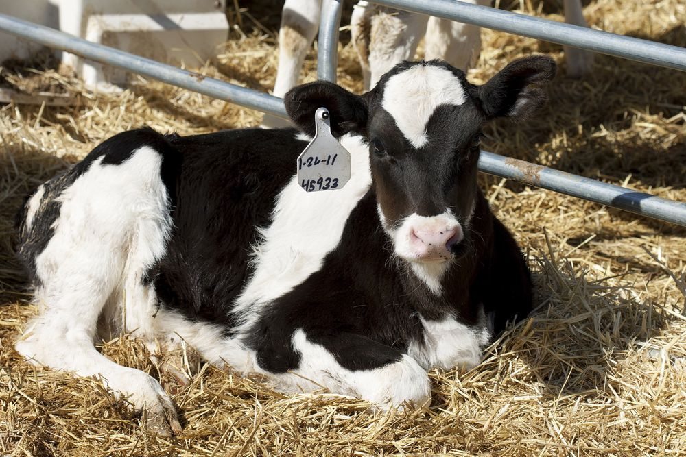 (Peggy Greb photo courtesy ARS/USDA)

