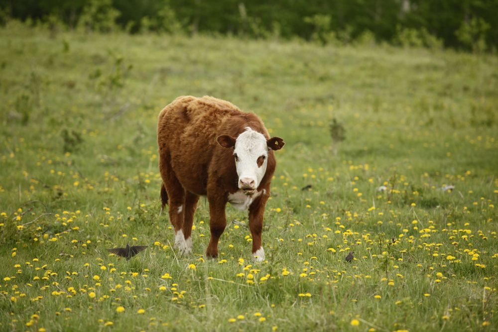 (Photo courtesy Canada Beef Inc.)
