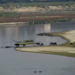 Cattle drink from the Yamuna River near Agra in northern India. (CIA.gov)