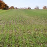 In spite of expectations for increased seeding of winter wheat, the immediate challenges include the price per bushel and managing fusarium head blight. (Ralph Pearce photo)
