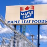 Maple Leaf  swings to profit but shares slide