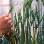 Saskatchewan’s wheat and barley development commissions back research and market development work, supported by grower-funded levies. (Jack Dykinga photo courtesy ARS/USDA)
