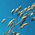 (Doug Wilson photo courtesy ARS/USDA)
