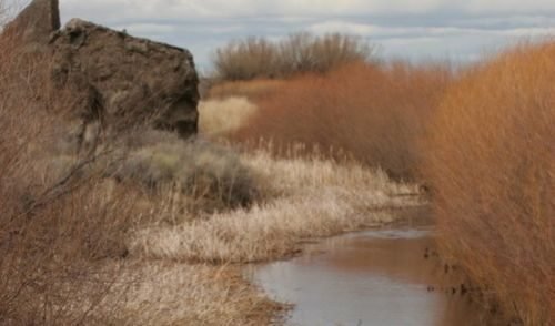 Riparian habitat at the Malheur National Wildlife Refuge. (FWS.gov/refuge/Malheur)
