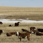 (Photo courtesy Canada Beef Inc.)
