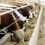 (Photo courtesy Canada Beef Inc.)
