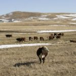 (Photo courtesy Canada Beef Inc.)
