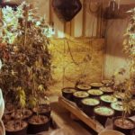 The former Conservative government cited safety concerns around home-grow operations — such as this illicit operation discovered by RCMP in the McCreary, Man. area in January — when it overhauled federal medical marijuana rules in 2013. (Photo courtesy Ste. Rose du Lac RCMP)