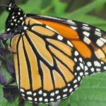 (Kim Kaplan photo courtesy ARS/USDA)
