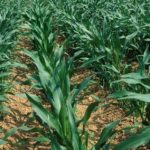 (Dave Clark photo courtesy ARS/USDA)
