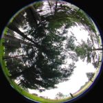 A hemispheric lens captures a 180-degree image over a silvopasture — a combined forestry and grazing site. (Charlie Feldhake photo courtesy ARS/USDA)
