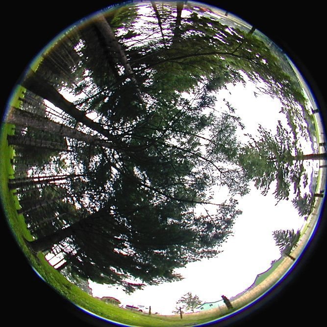 A hemispheric lens captures a 180-degree image over a silvopasture — a combined forestry and grazing site. (Charlie Feldhake photo courtesy ARS/USDA)
