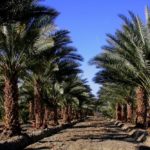 A young commercial date palm planting in California’s Coachella Valley. (RF Lee photo courtesy ARS/USDA)
