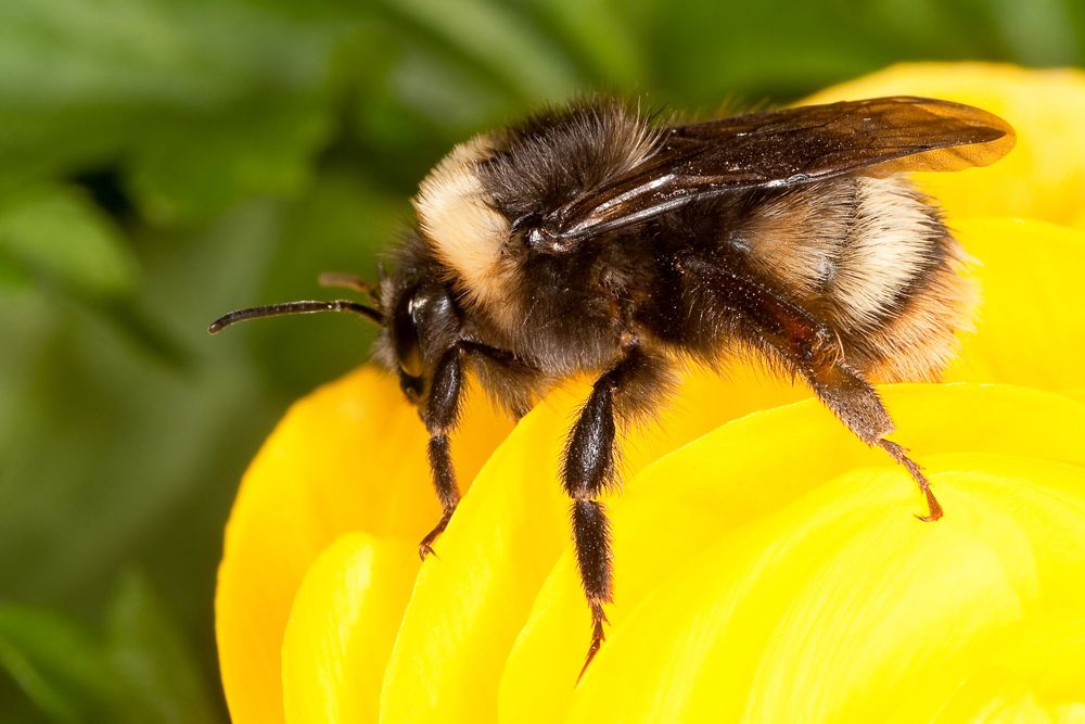Western bumblebee. (Stephen Ausmus photo courtesy ARS/USDA)
