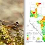 Alberta’s provincial grasshopper forecast map for 2016. Maximum risk ratings for June-July range from “very light” (green) to “severe” (red). (Stephen Ausmus photo courtesy ARS/USDA)