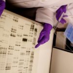 Biologists isolate novel genes from cauliflower to improve crop nutritional value. A study committee of the National Academies of Sciences, Engineering and Medicine looking at gene-altered crops notes a genetically engineered characteristic that alters the nutritional content of a crop is “unlikely to have the same environmental or economic effects as a characteristic for herbicide resistance.” (Peggy Greb photo courtesy ARS/USDA)
