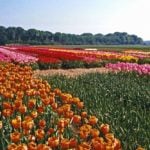 Tulip fields in the Netherlands. (CIA.gov)
