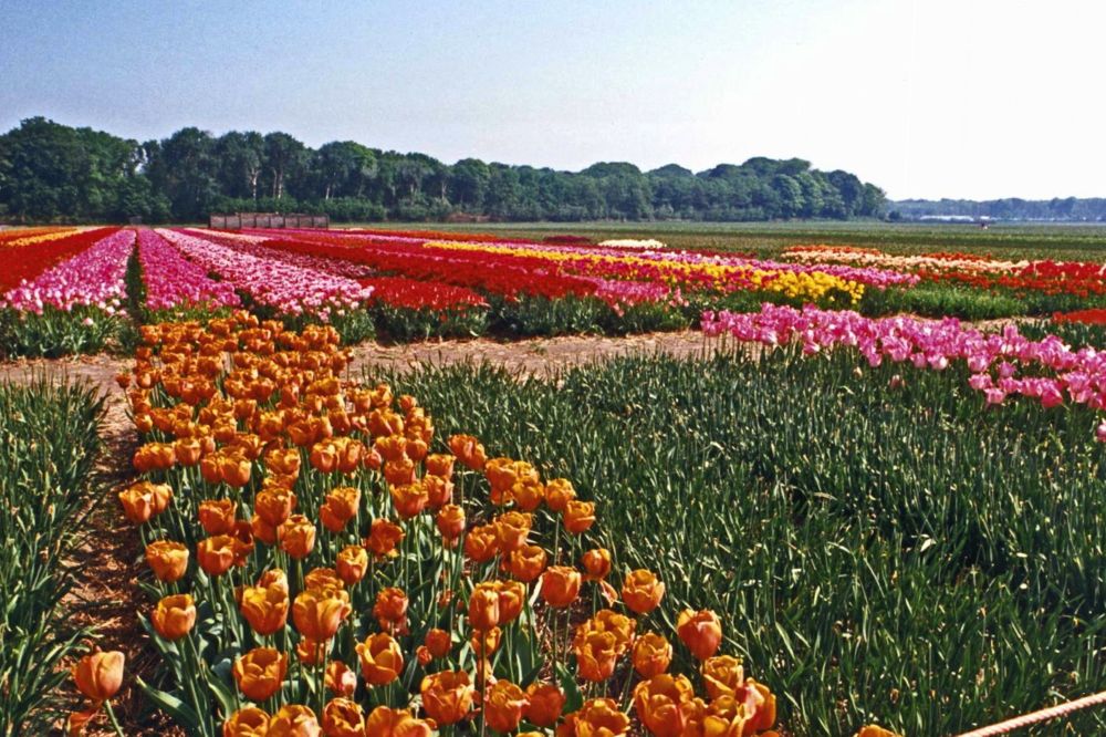 Tulip fields in the Netherlands. (CIA.gov)
