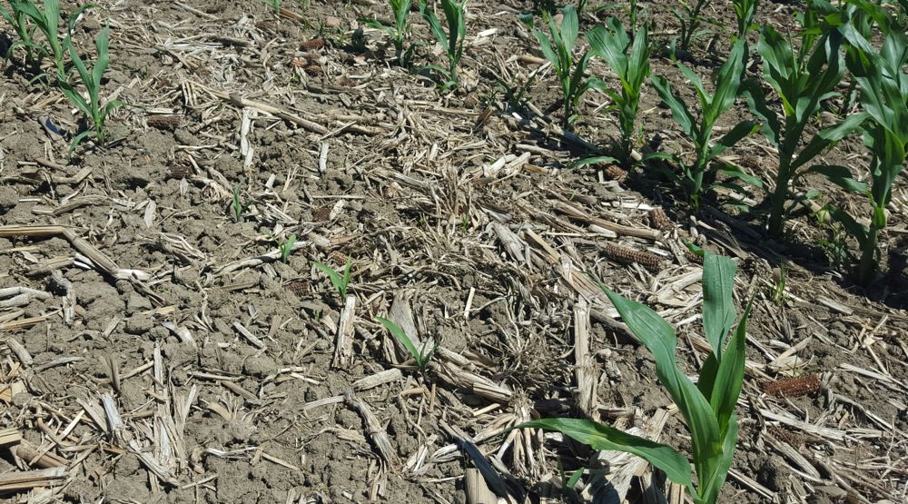 Uneven corn emergence in eastern Ontario. (Photo by Gilles Quesnel)
