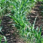 Corn plants are beginning to show more wrapping and spiking in their leaves, and in some fields, earlier in the day. (Ralph Pearce photo)
