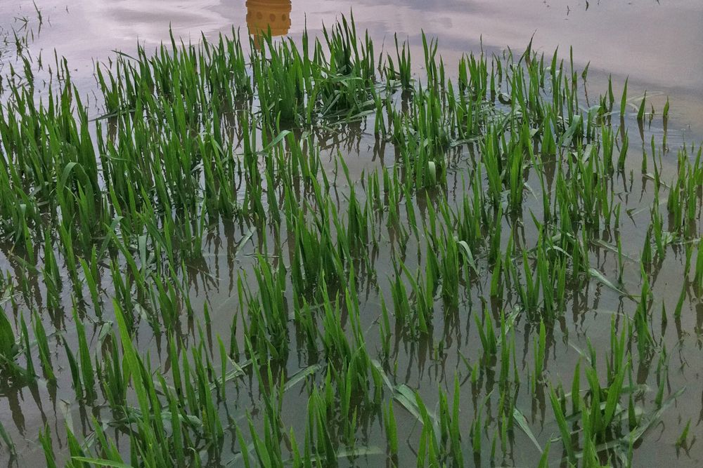 A wheat crop in standing water. (Colton Yoder photo courtesy ARS/USDA)

