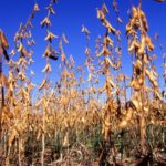 U.S. grains: Soy falls as harvest expectations rise; wheat, corn firm